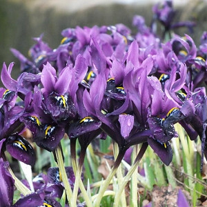Iris 'Katharine Hodgkin', Dwarf Iris 'Katharine Hodgkin', Iris reticulata 'Katharine Hodgkin', Iris reticulata, Dwarf iris, Early spring Iris, Blue flowers, Blue iris
